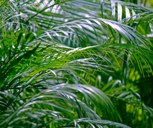 Load image into Gallery viewer, Dypsis lutescens
