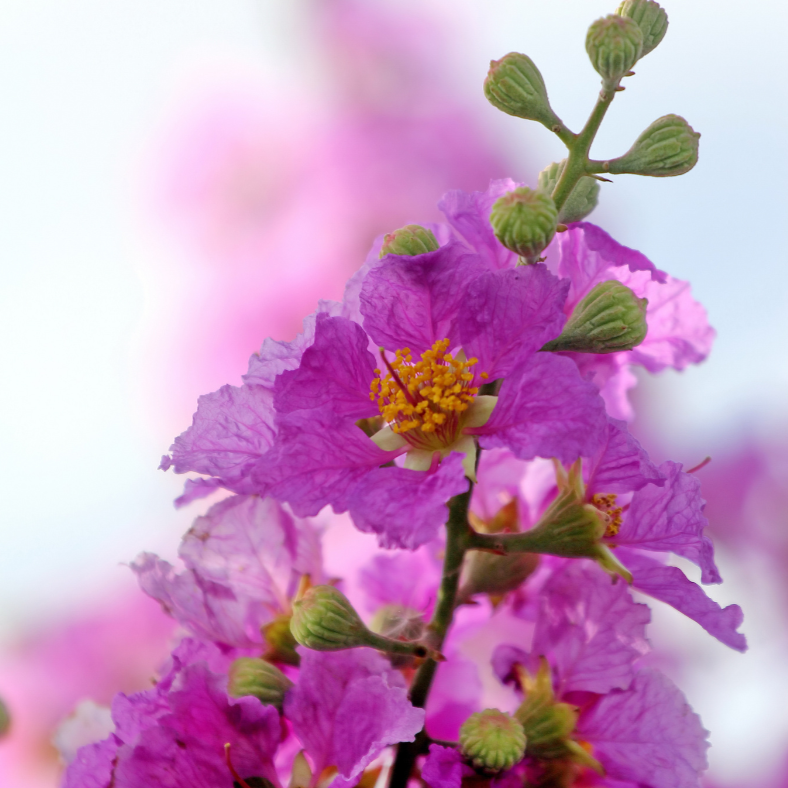 Lagerstroemia Diamonds In The Dark Lavender Lace Crepe Myrtle