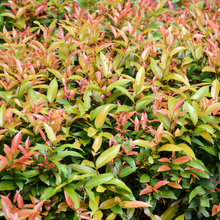 Load image into Gallery viewer, Lilly Pilly Elite (Syzygium australe &#39;Elite)
