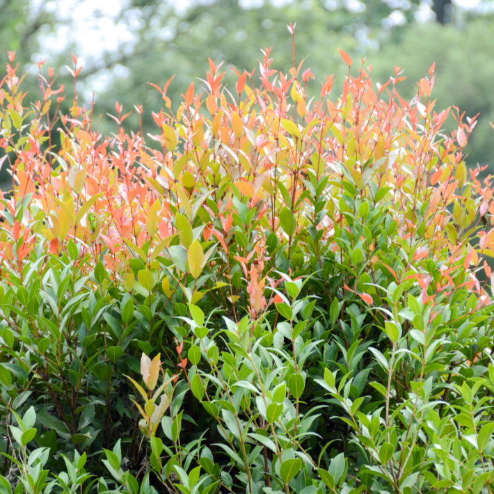 Lilly Pilly Elite (Syzygium australe 'Elite)