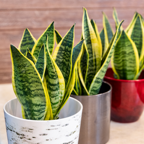 sansevieria mason's congo Buy Sansevieria Masoniana Masons Congo Online in Australia