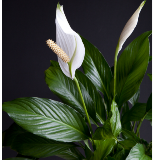 Spathiphyllum Sensation Dwarf – Queens Garden Centre