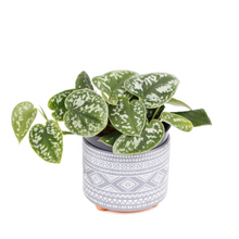 Load image into Gallery viewer, Scindapsus pictus argyraeus (Pothos Satin)
