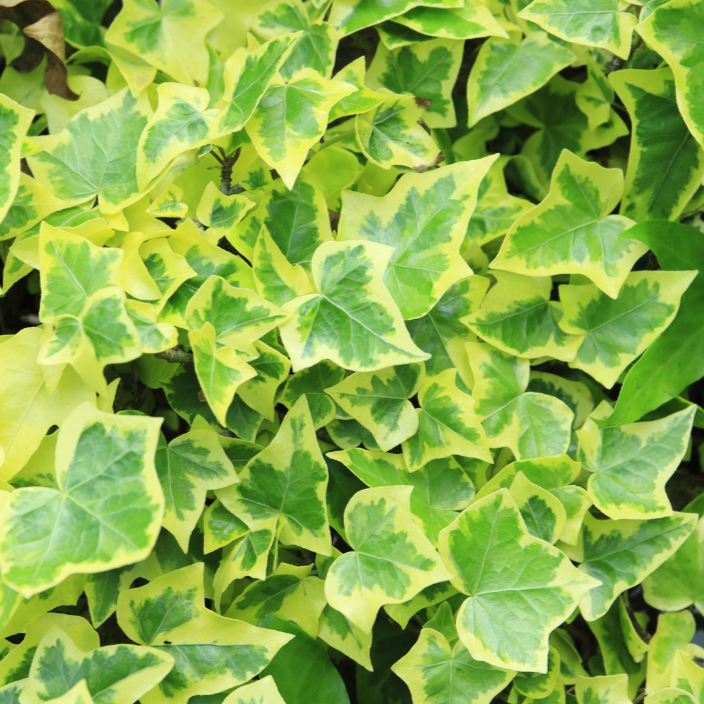 Buy Hedera spp. Assorted Ivy Online in Australia – Queens Garden Centre