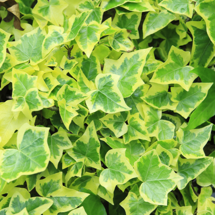 Hedera spp. Assorted Ivy
