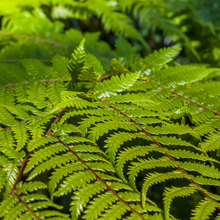 Load image into Gallery viewer, Cyathea Cooperi
