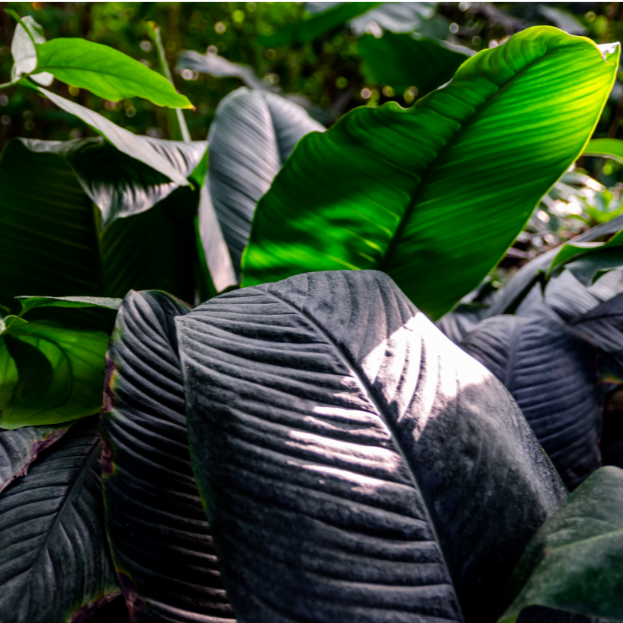 Spathiphyllum Blue Moon