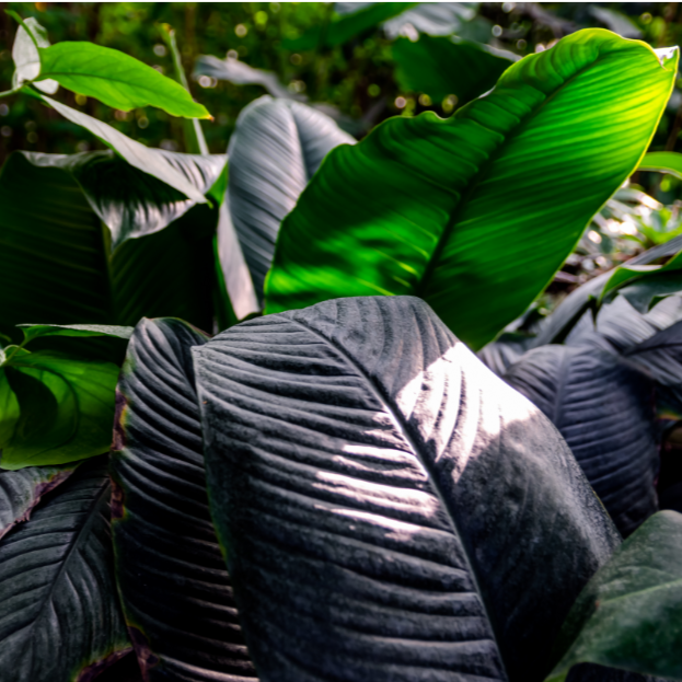 blue moon peace lily flower Buy Spathiphyllum Blue Moon Online in Australia