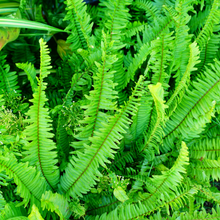 Load image into Gallery viewer, Nephrolepis Cordifolia Duffii
