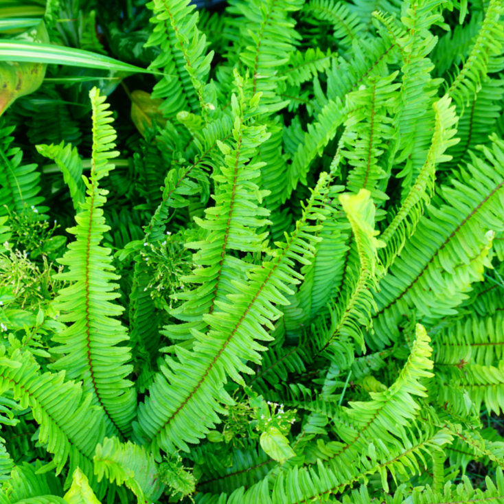 Nephrolepis Cordifolia Duffii