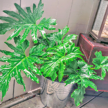 Load image into Gallery viewer, Philodendron Hope
