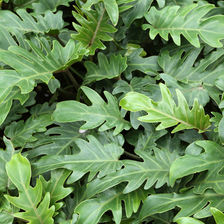 heartleaf philodendron totem pole Buy Philodendron Cordatum Heartleaf Totem Poles Online in Australia – Queens Garden Centre