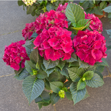 Load image into Gallery viewer, Hydrangea macrophylla
