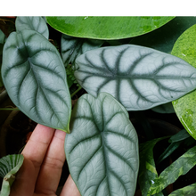 Load image into Gallery viewer, Alocasia Bisma Silver
