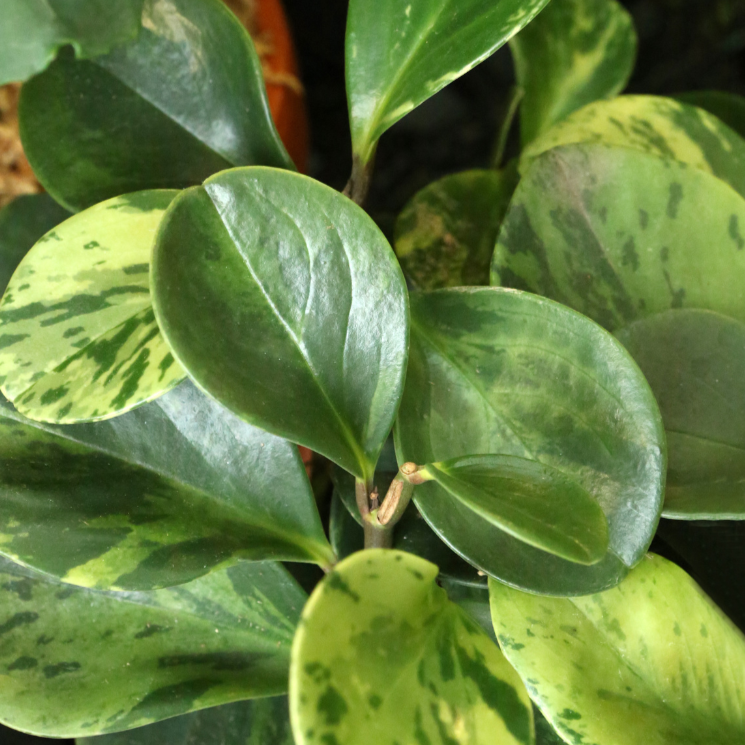 Peperomia Obtusifolia Green