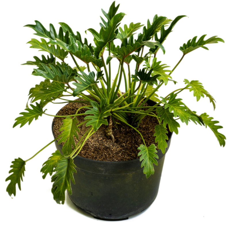 buy philodendron xanadu sydney Buy Philodendron Xanadu Online In Australia – Queens Garden Centre