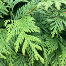 Load image into Gallery viewer, Thuja occidentalis smaragd
