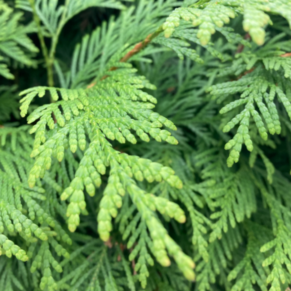 Thuja occidentalis smaragd