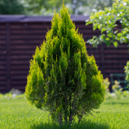 Thuja Plicata