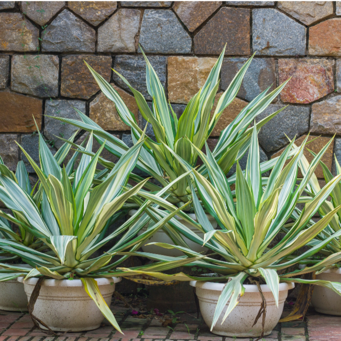 Furcraea foetida variegata Mauritius Hemp