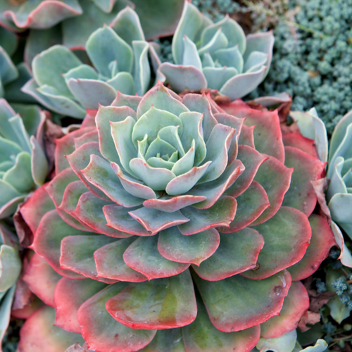 domingo succulent Buy Echeveria Domingo Online In Australia – Queens Garden Centre