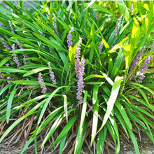 Load image into Gallery viewer, Liriope Muscari Evergreen Giant
