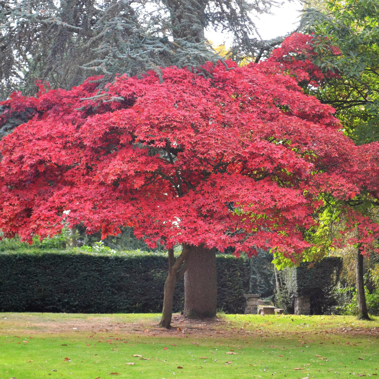 guarantees premium quality Acer palmatum 'Dissectum Inaba Shidare' plants, providing a convenient way to infuse your outdoor space with elegance and color. 