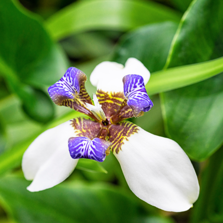 Buy Neomarica Gracilis Online in Australia | Brazilian Walking Iris ...