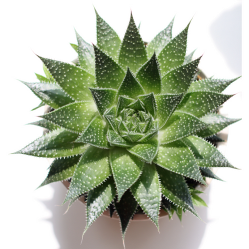 Aloe Wonder