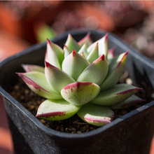 Load image into Gallery viewer, Echeveria Christmas
