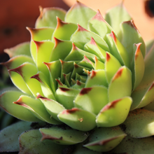 Load image into Gallery viewer, Echeveria agavoides lipstick
