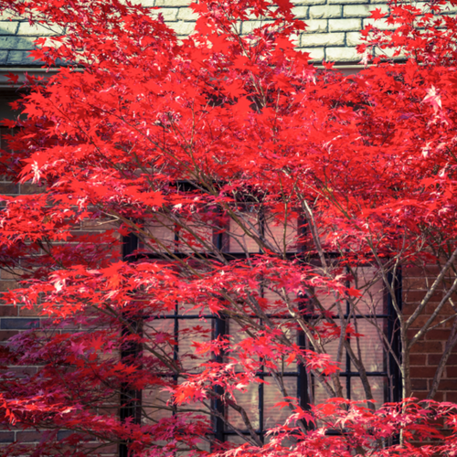 guarantees premium quality Acer palmatum 'Dissectum Inaba Shidare' plants, providing a convenient way to infuse your outdoor space with elegance and color. 