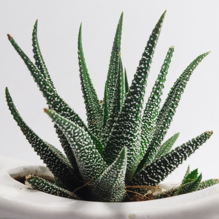 Buy Aloe Vera (barbadensis) Online In Australia – Queens Garden Centre