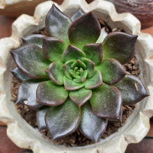 Load image into Gallery viewer, Echeveria Black PRINCE
