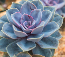Load image into Gallery viewer, Echeveria Blue Metal
