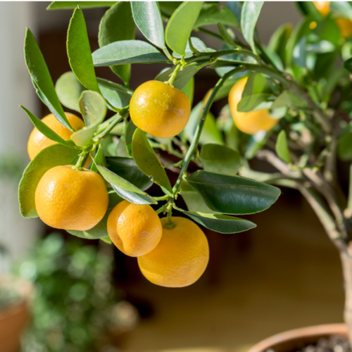 Lemon(Citrus Meyer dwarf "Lemonicious")