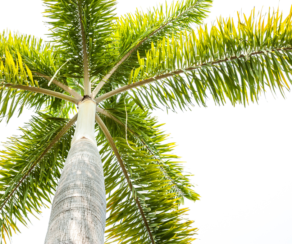 Buy Beaucarnea recurvata Ponytail Online in Australia – Queens Garden Centre