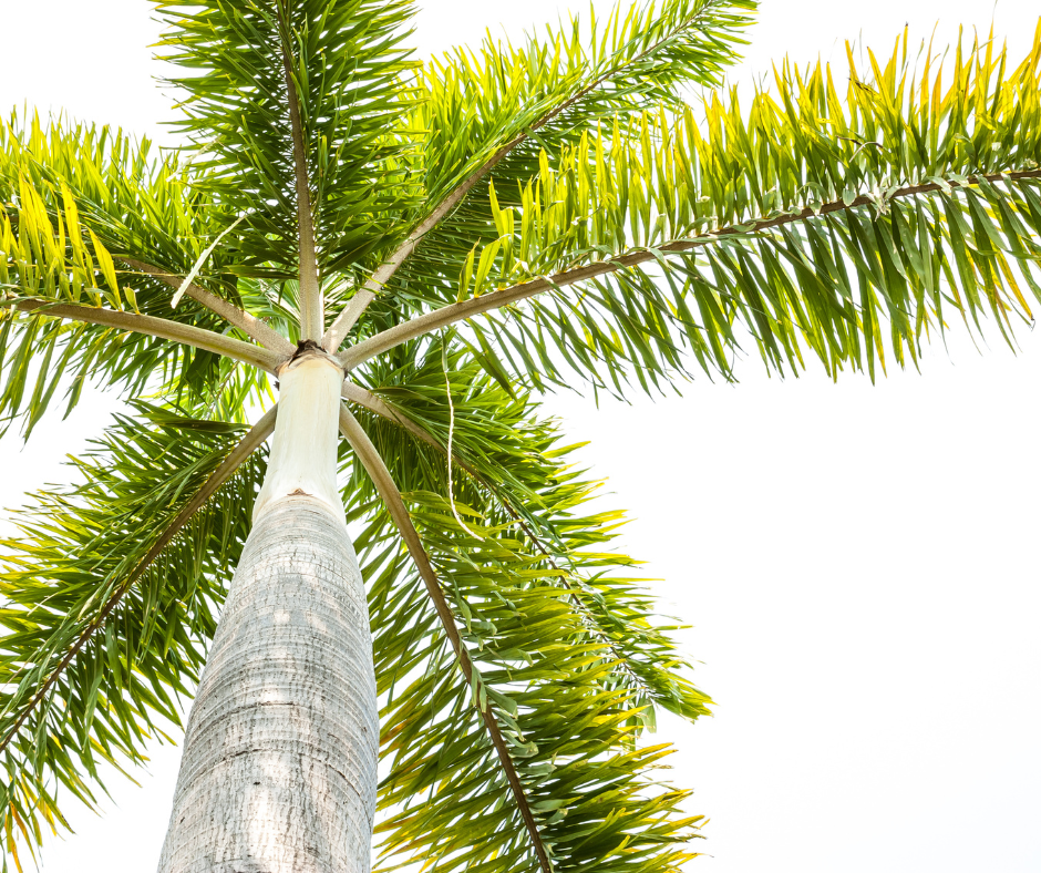 Foxtail palm (Wodyetia bifurcata)