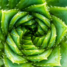 Load image into Gallery viewer, Aloe polyphylla (Spiral Aloe)

