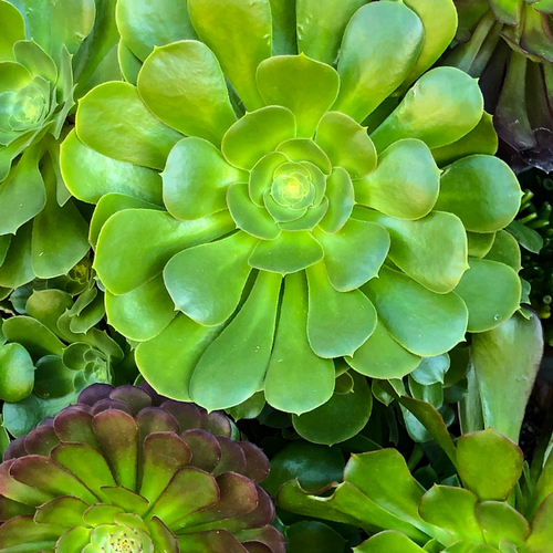 domingo succulent Buy Echeveria Domingo Online In Australia – Queens Garden Centre