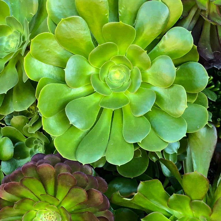 Echeveria Emerald Ripple