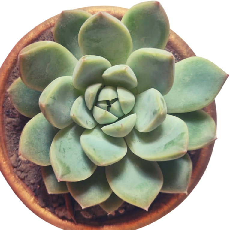 Echeveria Dondo