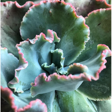 Load image into Gallery viewer, Echeveria Dicks Pink
