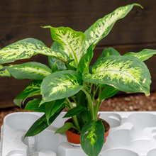 Load image into Gallery viewer, Dieffenbachia Amy
