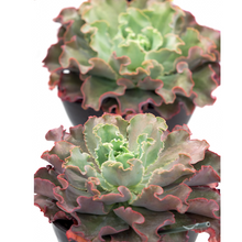 Load image into Gallery viewer, Echeveria Dicks Pink
