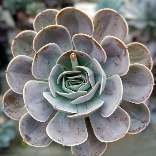 echeveria dondo succulent Buy Echeveria Dondo Online In Australia – Queens Garden Centre