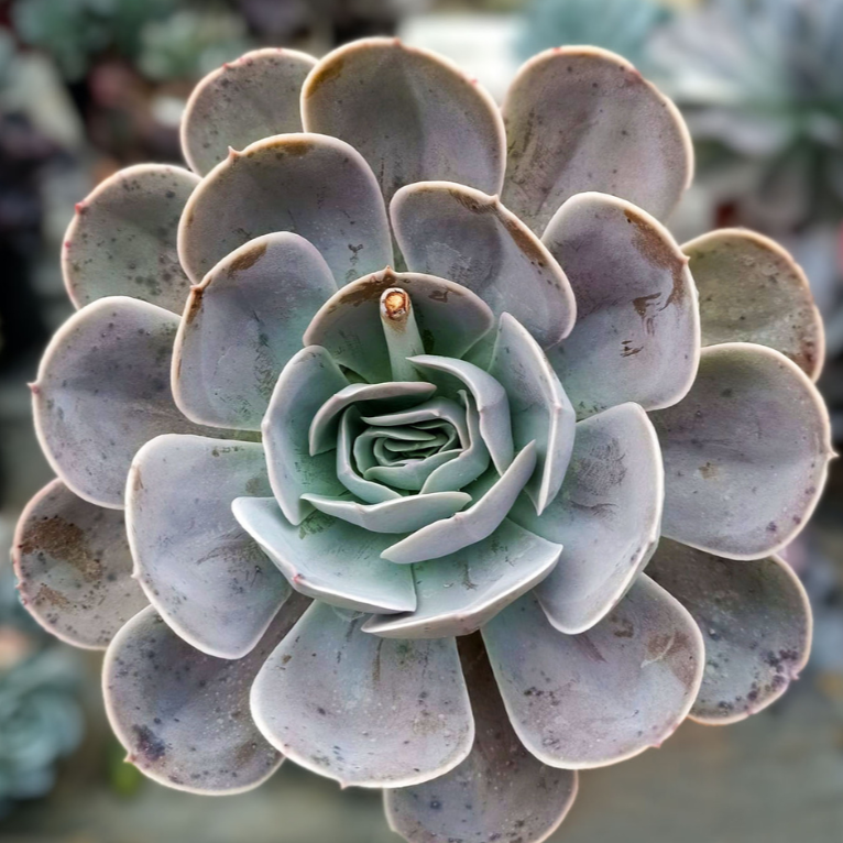 Echeveria Domingo