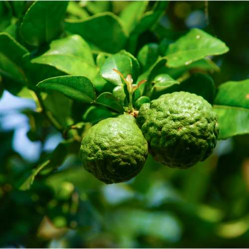 Lime (Citrus Kaffir Lime)