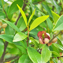 Load image into Gallery viewer, Port Wine Magnolia (Michelia Coco)
