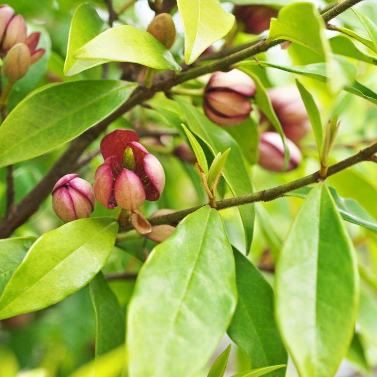 Hedging & screening plants
